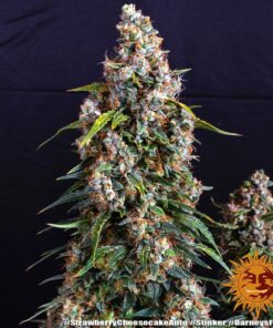 Foto Strawberry cheesecake auto barney’s farm seeds