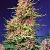 Foto Strawberry Cola Sherbet F1 Fast Version