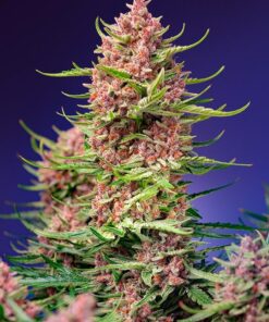 Foto Strawberry Cola Sherbet F1 Fast Version