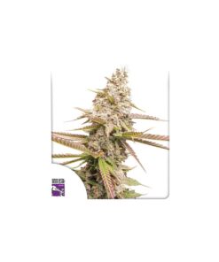 Foto Strawberry cookies 100% dutch passion