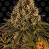 Foto Strawberry lemonade 100% barney's farm seeds