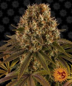 Foto Strawberry lemonade 100% barney's farm seeds