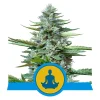 Foto Stress killer auto cbd 100% royal queen seeds