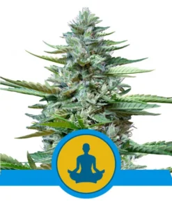 Foto Stress killer auto cbd 100% royal queen seeds
