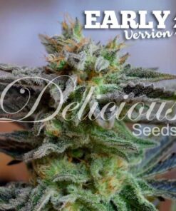 Foto Sugar black rose early version 100% delicious