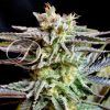 Foto Sugar black rose 100% delicious