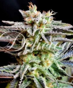 Foto Sugar black rose 100% delicious