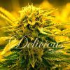 Foto Sugar black rose auto 100% delicious