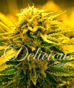 Foto Sugar black rose auto 100% delicious