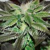 Foto Sugar candy 100% delicious