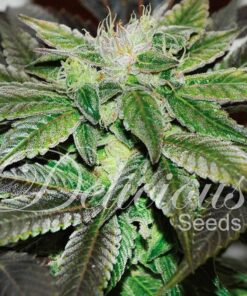 Foto Sugar candy 100% delicious
