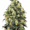Foto Super skunk auto sensi seeds