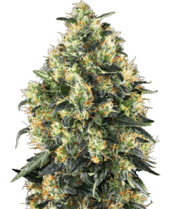 Foto Super skunk auto sensi seeds
