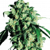 Foto Super skunk 100% sensi seeds