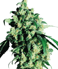Foto Super skunk regular 10 unidades sensi seeds