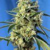 Foto Sweet amnesia haze sweets seeds