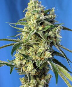 Foto Sweet amnesia haze sweets seeds