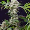 Foto sweet amnesia haze xl auto