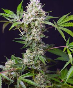 Foto sweet amnesia haze xl auto