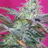 Foto sweet cheese auto