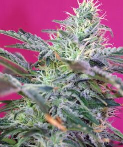 Foto sweet cheese auto