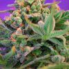 Foto Sweet cheese f1 fast version sweet seeds