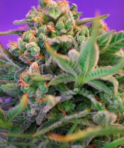 Foto Sweet cheese f1 fast version sweet seeds