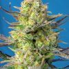 Foto sweet-cheese-xl-auto