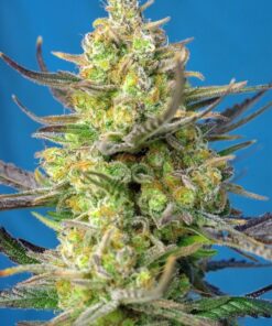 Foto sweet-cheese-xl-auto