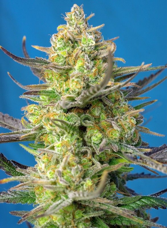 sweet-cheese-xl-auto Foto sweet-cheese-xl-auto