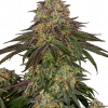 Foto Sweet cherry kush 100% sensi seeds