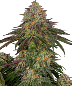 Foto Sweet cherry kush 100% sensi seeds