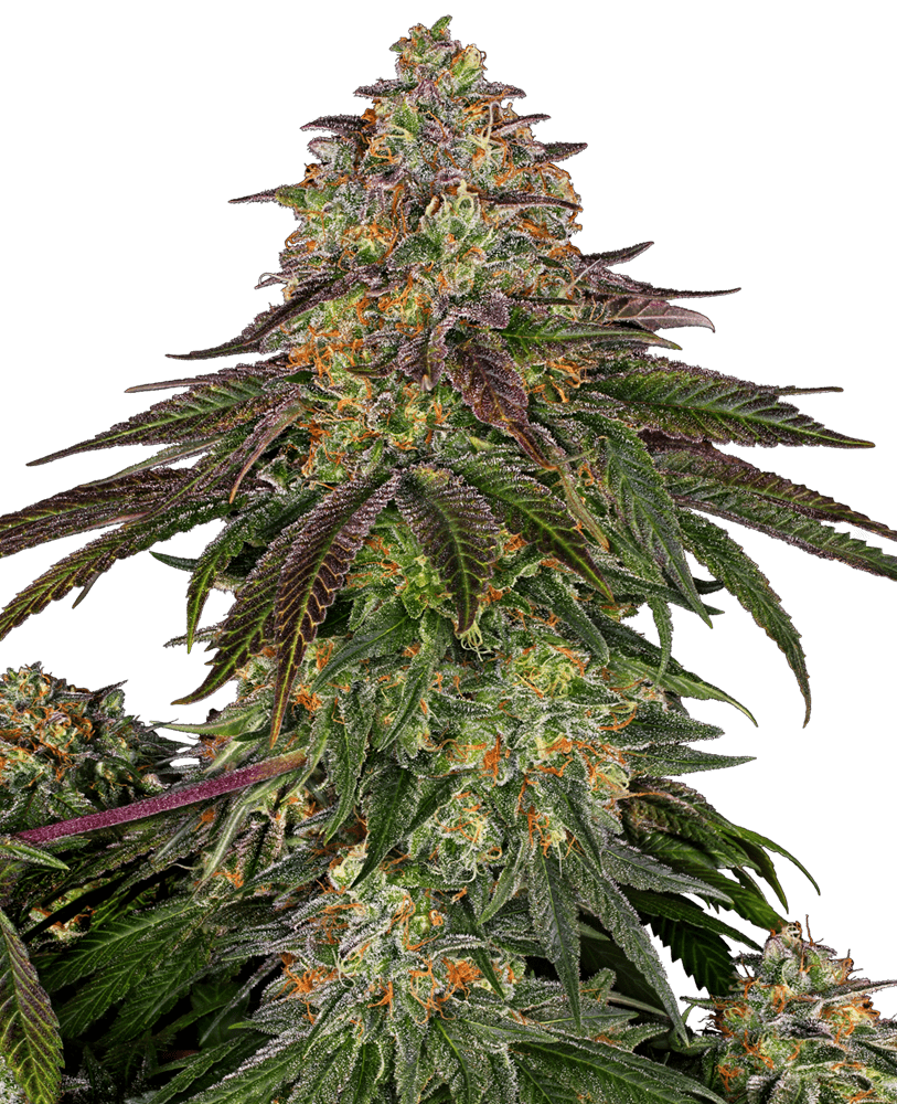 Sweet cherry kush 100% sensi seeds Foto Sweet cherry kush 100% sensi seeds