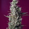 Foto Sweet cherry pie sweet seeds