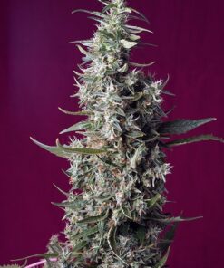 Foto Sweet cherry pie sweet seeds