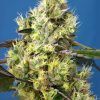 foto sweet-gelato-auto
