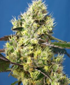 foto sweet-gelato-auto
