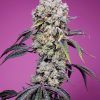 Foto Sweet Mandarine Zkittlez F1 Fast Version