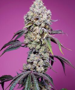 Foto Sweet Mandarine Zkittlez F1 Fast Version