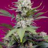 Foto Sweet Mandarine Zkittlez XL Auto®