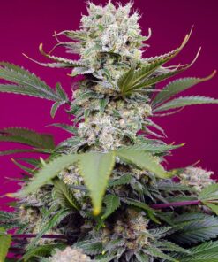 Foto Sweet Mandarine Zkittlez XL Auto®