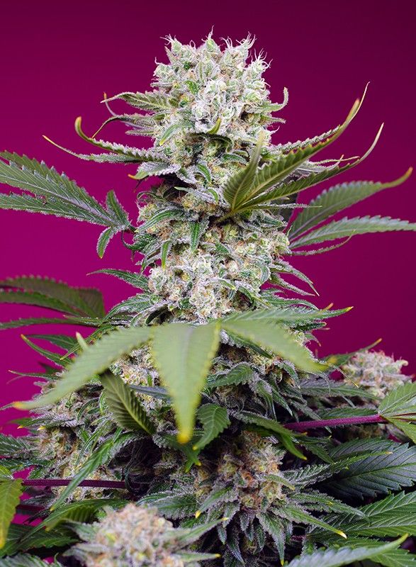 Foto Sweet Mandarine Zkittlez XL Auto®