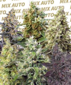Foto Sweet Mix Auto®