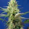 Foto sweet pure auto cbd