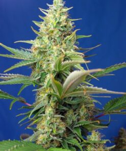 Foto sweet pure auto cbd
