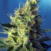 Foto Sweet pure cbd sweet seeds