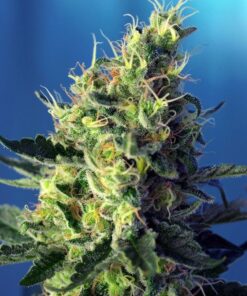 Foto Sweet pure cbd sweet seeds