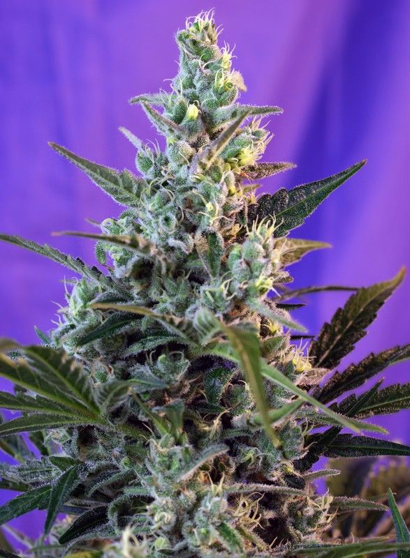 Sweet skunk auto sweet seeds Foto Sweet skunk auto sweet seeds