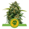 Foto Sweet skunk auto royal queen seeds