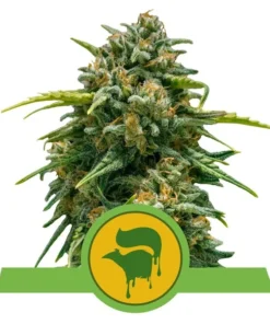 Foto Sweet skunk auto royal queen seeds